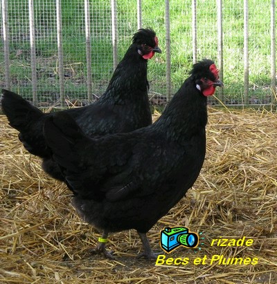 La poule Caumont Caumon11
