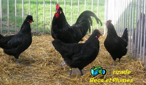 La poule Caumont Caumon13
