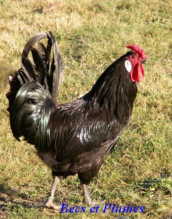 la poule Le Mans Coq10