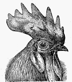la poule Dorking Dorkin11