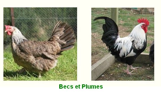 la poule Dorking Dorkin14