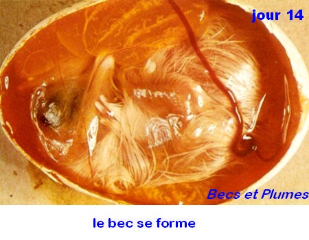 devenir un poussin en images Jour1410