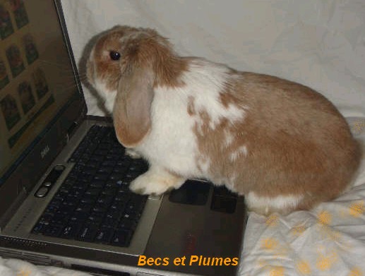 Le Lapin Domestique Picdom10