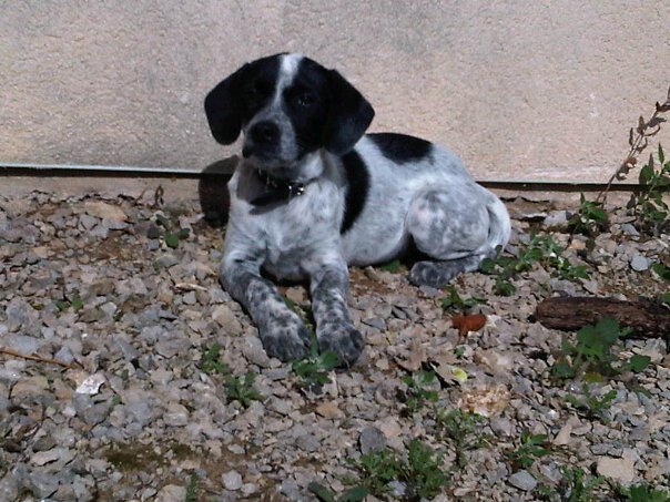  5 chiots de 2mois trouvés à Olmetto Plage partis sous assos "serrons nous la patte, l'arche de céline, les 4pattes au pays des 4lacs" - Page 2 Mini_m10