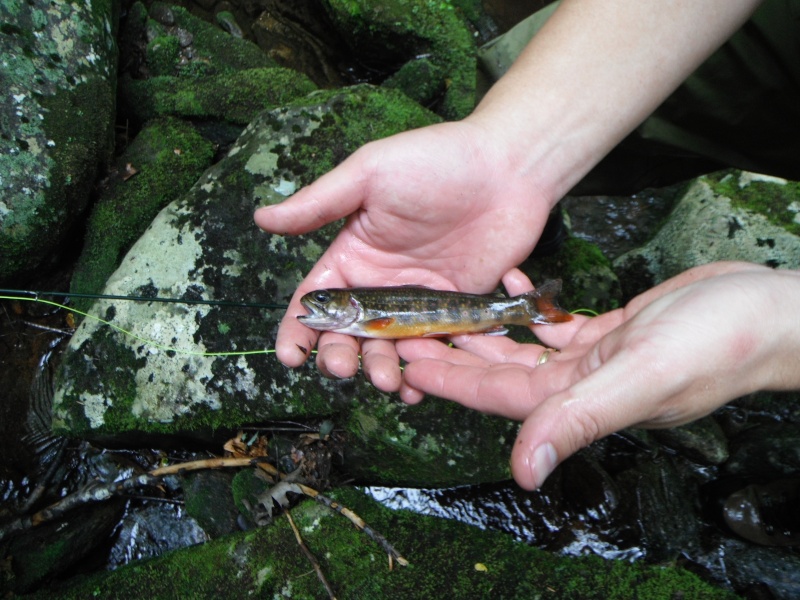 Mark's First Wild Trout Dscf7010