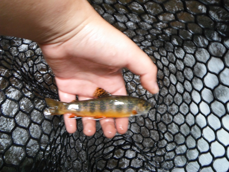 Mark's First Wild Trout Dscf7012