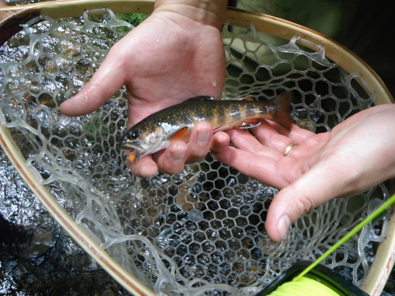 Mark's First Wild Trout Dscf7013