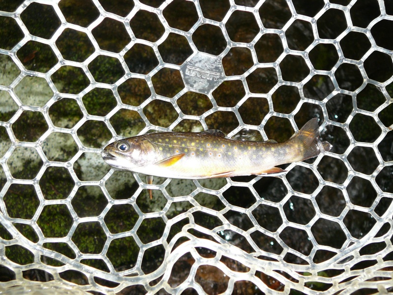 Mark's First Wild Trout P1060312
