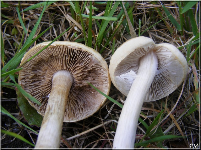 Agrocybe précoce (Agrocybe praecox) Agrocy11
