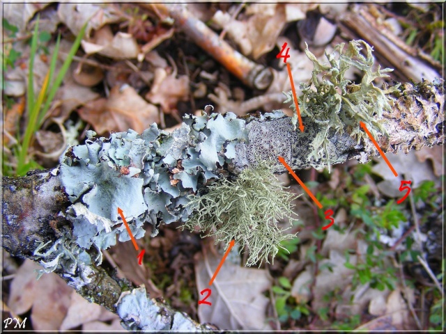 Richesse des lichens Lichen11