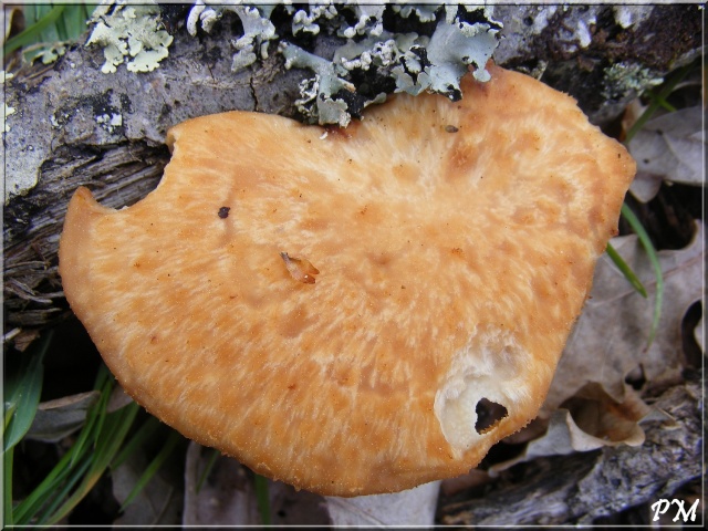 Polyporus alveolaris ? [Polyporus cf lentus] Polypo11