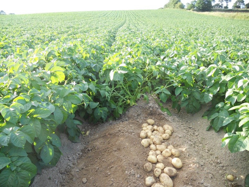 évolution des cultures de pommes de terre 2011. - Page 4 01710
