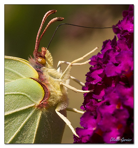 Papillons et nectar Img_0811