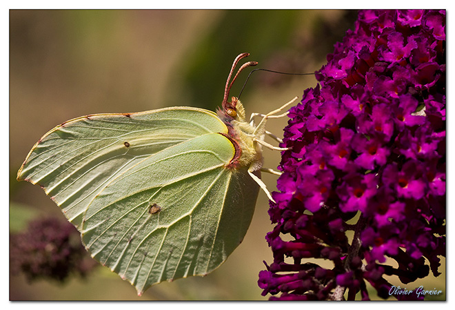 Papillons et nectar Img_0812