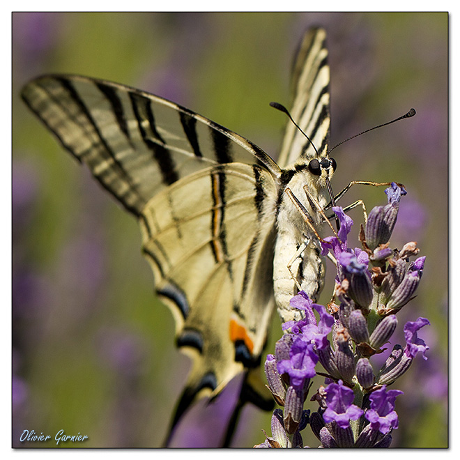 Papillons et nectar Img_0910