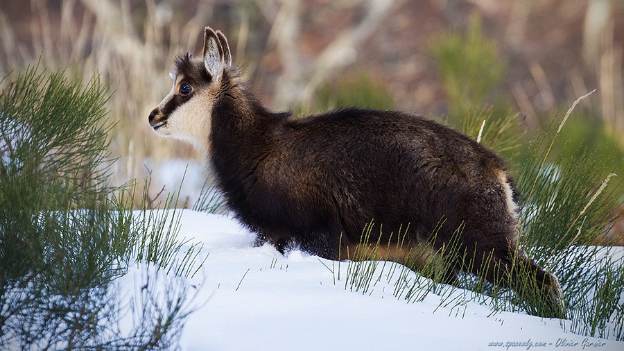 Un jeune chamois Img_5416