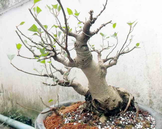Up side Down Ficus "Update at Mar 2012" Sam_2410