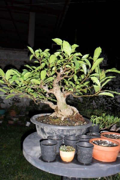 Up side Down Ficus "Update at Mar 2012" Sam_3911