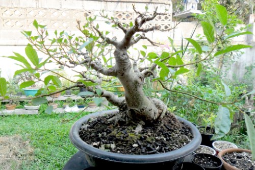 Up side Down Ficus "Update at Mar 2012" Sam_3912