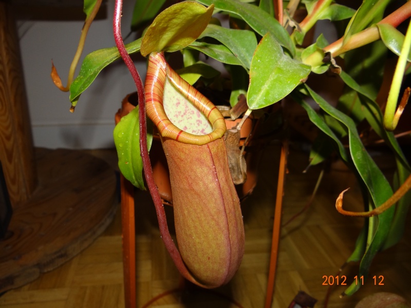 Nepenthes Linda + fleurs 46710