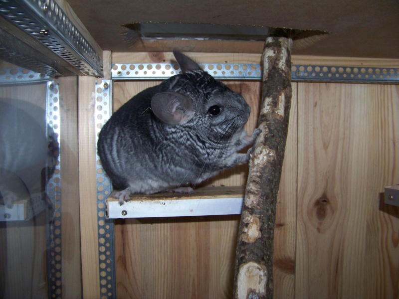 CHINCHILLA.................... 100_1515