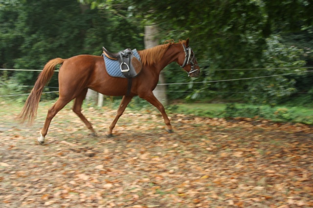 SISKO - TF né en 2007 - adopté en août 2011 par clagui Photo_10