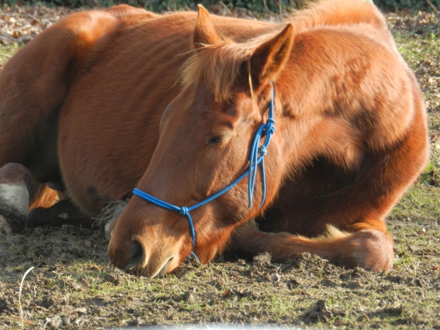 SISKO - TF né en 2007 - adopté en août 2011 par clagui Sisko_17