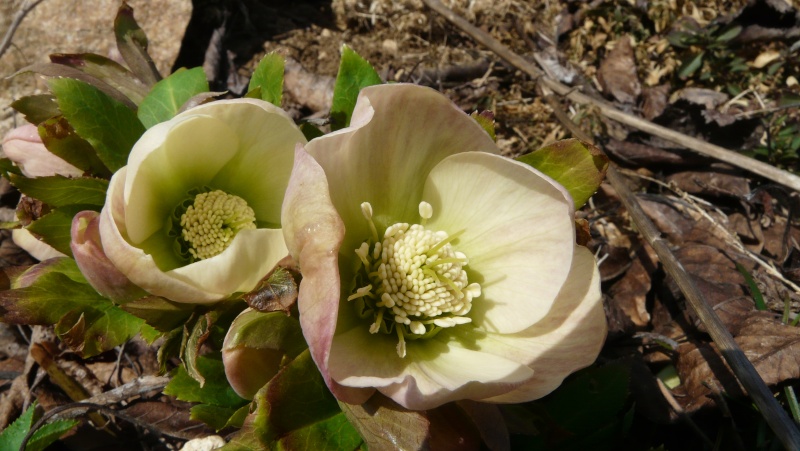 Nos Hellebores P1290521