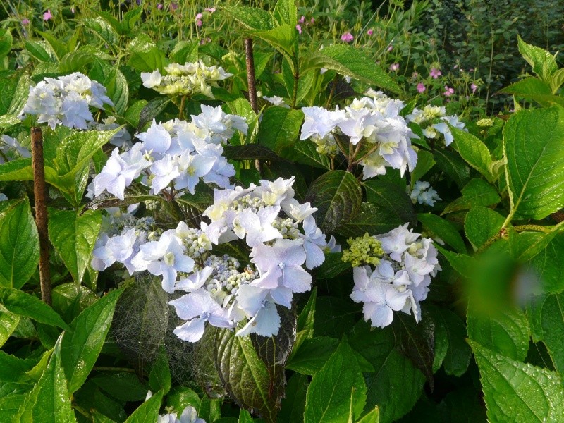 Mes nouveaux hydrangea - Page 6 P1350727