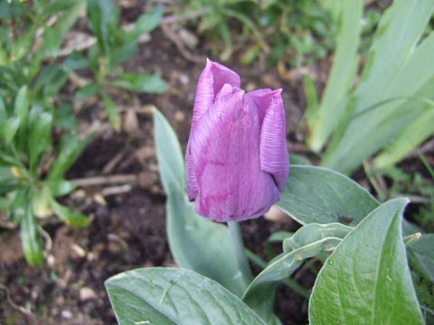 Tulipes  Tulipe11