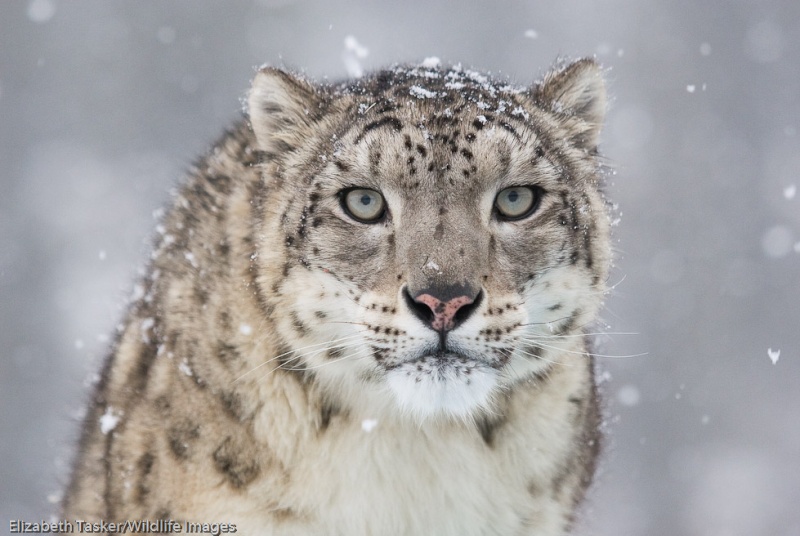 afghanistan - Découverte d’une population de léopards des neiges en Afghanistan Snowle10