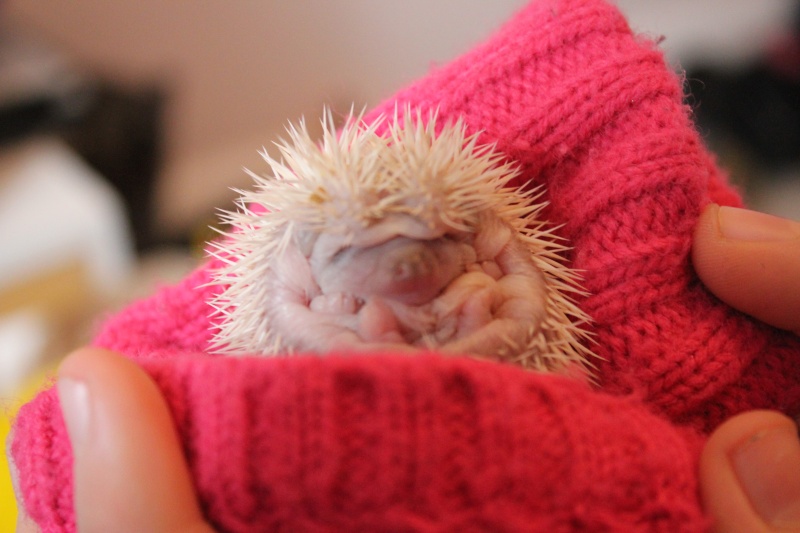 Tallulah Belles Hoglets .x Img_3226