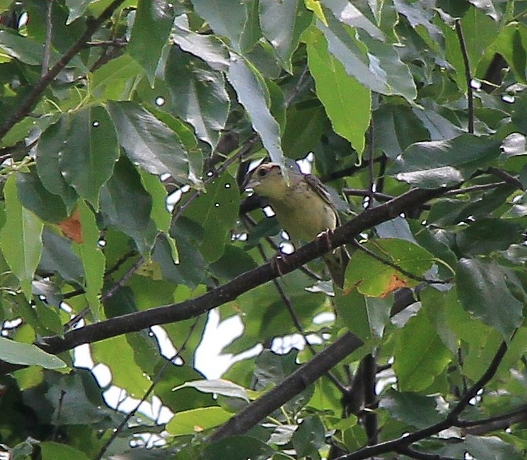 Petit oiseaux i.d. svp. Img_5824