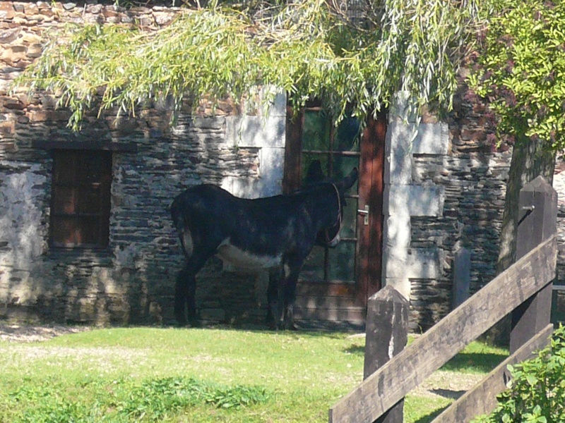 Ligériane !!! des ânes près de chez nous !!! enfin !!! Sortie12