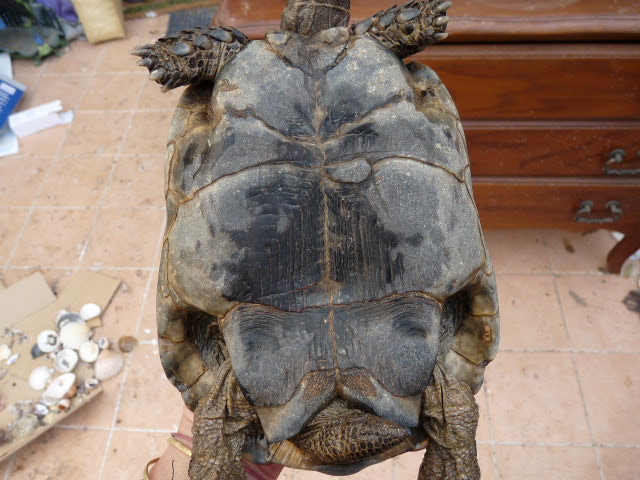 Tortue de 15 ans, changement d'environnement.. Help! Chou_10