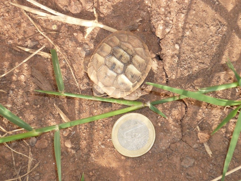 Mes tortues ( Fidji83) Naissa11