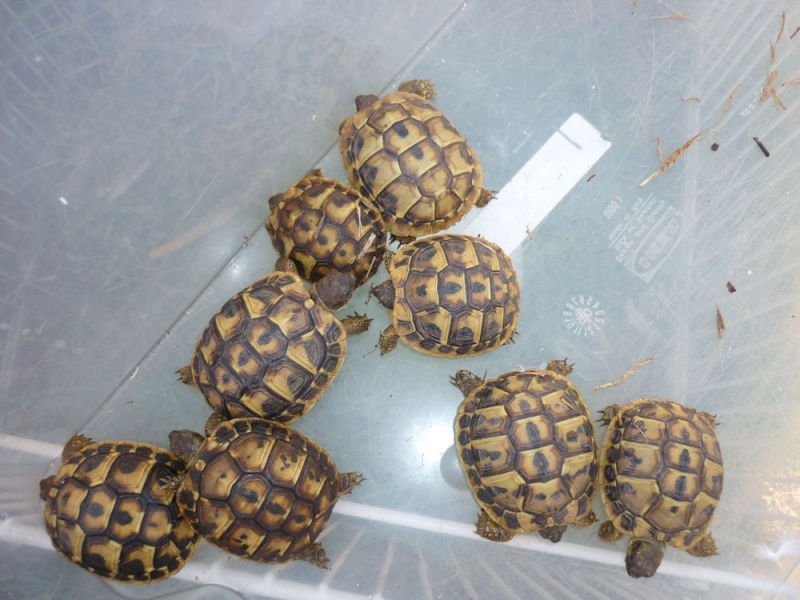 Mes tortues ( Fidji83) P1040510