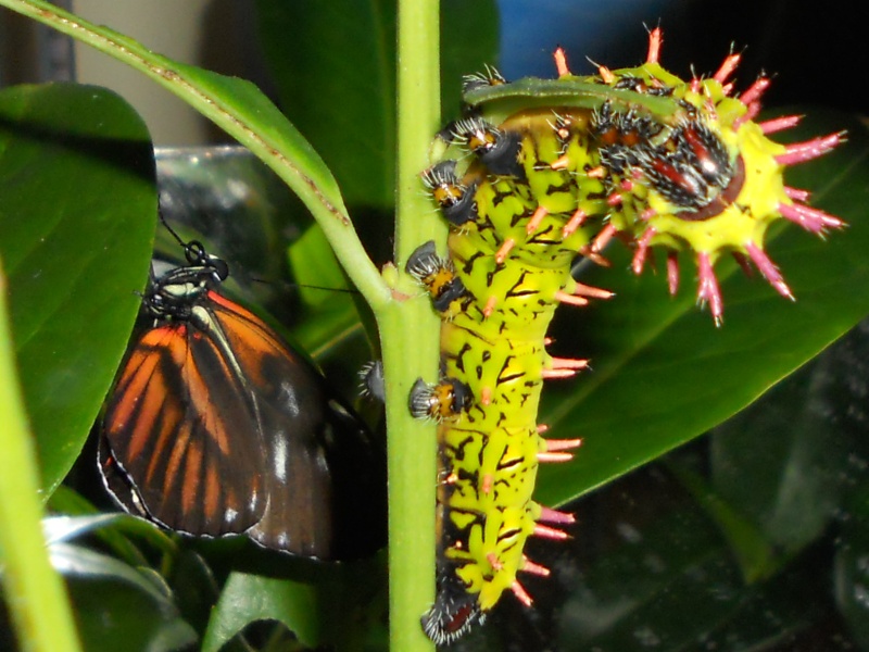 heliconius ? [Heliconius melpomene] Rscn6713