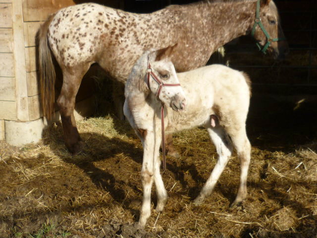 A vendre appaloosa x quarter nommé Cochise Chantana Bren P1020611