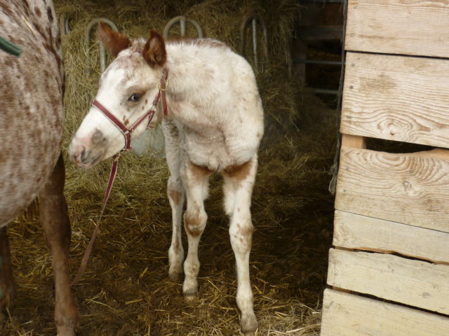 A vendre appaloosa x quarter nommé Cochise Chantana Bren P1020710