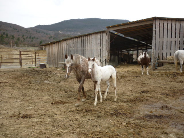 A vendre appaloosa x quarter nommé Cochise Chantana Bren P1030110