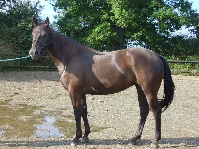 Cherche Quarter Horse Pasted10