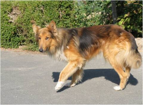 Sos Truffeau Colley Croisé Berger Allemand 9 Ans Dep 49