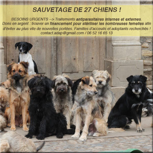 Aidez les - Gros Sauvetage en cours dans le 64 près de Pau - 27 chiens - 27-chi10