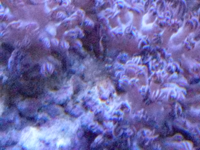 Bestiole inconue dans un corail-SOS Cimg4211