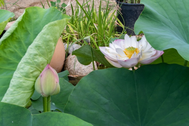 Nelumbo 'Rosea plena' Img_1438