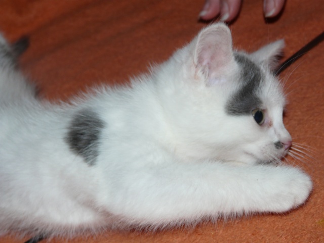 3 chatons de 2 mois  adopter (77) Gasco_11
