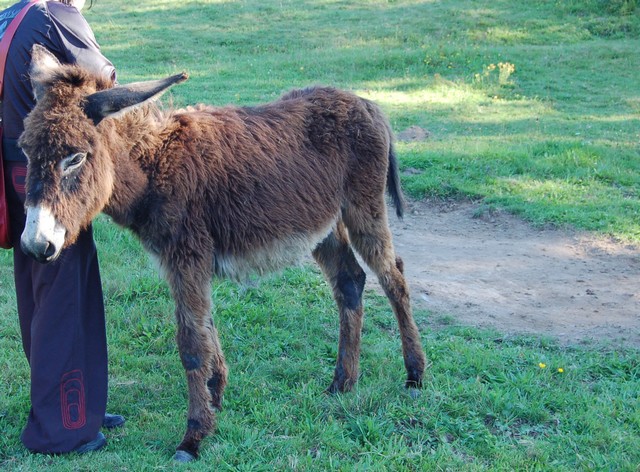 BOURRIFEE, renommée JOSETTE (dite PÉPÉTTE) - ONC âne née en 2010 - adoptée en août 2011 par Stephele12 Dsc_0024