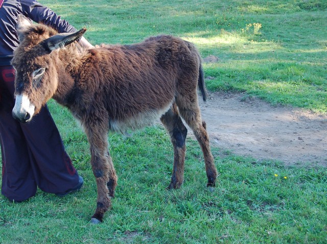 BOURRIFEE, renommée JOSETTE (dite PÉPÉTTE) - ONC âne née en 2010 - adoptée en août 2011 par Stephele12 Dsc_0026
