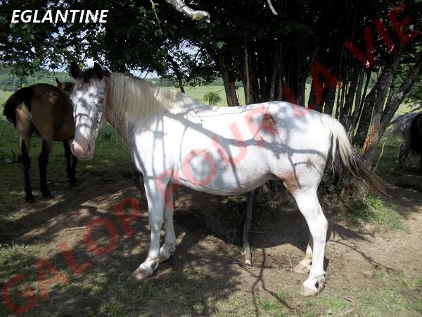 EGLANTINE - ONC selle typée Appaloosa née en 1993 - adoptée en août 2011 par anne-canelle Eglant10